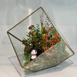 GET0406GD - Gold Tilted Cube Geometric Glass Terrarium - 8.5" -Wholesaleglassvasesint GET0406GD C1 09819 13414 72922.1657123842