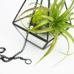 GET0610BK - Tall Black Raised Pyramid Geometric Glass Terrarium. 9.5"H - -Wholesaleglassvasesint GET0610BK C1 13895 89769 24852.1692045661