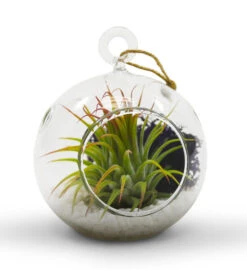 HCH0103 - Hanging Round Terrarium / Candle Holder - 3" (72 Pcs) -Wholesaleglassvasesint HCH0103 1A 03024 67291 68281.1668206771