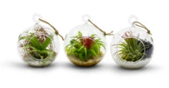 HCH0103 - Hanging Round Terrarium / Candle Holder - 3" (72 Pcs) -Wholesaleglassvasesint HCH0103 3A 71639 46779 88583.1668206771