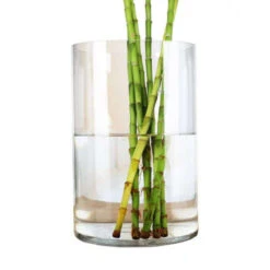 VCY0812 - Cylinder Glass Vase - 8" X 12" 10 VCY0812 - Cylinder Glass Vase - 8" X 12" -Wholesaleglassvasesint VCY0812 C1 61562 01616 37911.1688423546